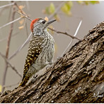 The Cardinal Woodpecker!