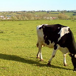 Not Cold but Friesian