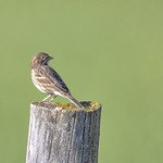 Vesper Sparrow