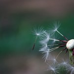 Diente de León a mitad