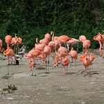 Caribbean Flamingo [Flock]