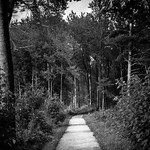 The Path - Le sentier