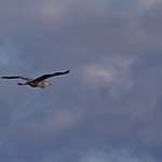 1.02044 Grand H&eacute;ron / Ardea herodias herodias / Great Blue Heron