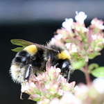 Bombus lucorum agg (f)