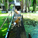 ,, Mamas Monkey Pants ,,