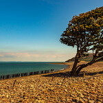 Trees grow in random places