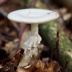 Little princess of the autumn forest