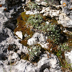 Leontopodium alpinum - Edelweiss