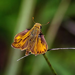 Get the Motor Runnin'