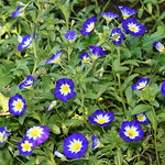 REFORD GARDENS | CONVOLVULUS TRICOLOUR ROYAL ENSIGN | LISERON ROYAL MARINE | LES JARDINS DE M&Eacute;TIS | QUEBEC | GASPESIE | CANADA