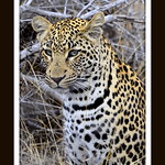 leopard head shot