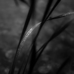 Mist Pooling On Leaves 014