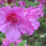 Magenta Azalea