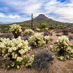 Cholla cactus
