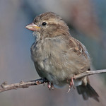 HOUSE SPARROW (Juv) // PASSER DOMESTICUS (14cm)