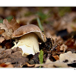 Penny Bun - Boletus edulis