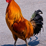 crowing rooster