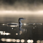 Common loon - Plongeon huard - Gavia immer
