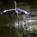 a dancer on the lake