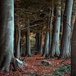 Autumnal forest trail