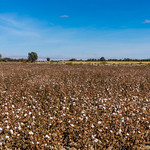 Cotton pickers