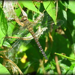 Migrant Hawker (Female)