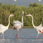 Flamenco com&uacute;n (Phoenicopterus roseus)