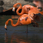 Caribbean Flamingos (Phoenicopterus r ruber) love