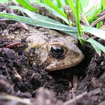 A Burrowing Toad