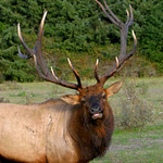 Roosevelt elk
