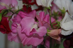 Sweet Peas