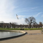 Ptaki na Champs-&Eacute;lys&eacute;es