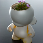 Conophytum turrigerum / Munny flowers