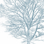 completed fractal branches shape