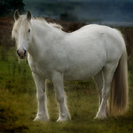 The White Horse