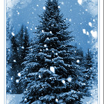 happy holidays from northern maine