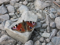 Picnic by Derwentwater