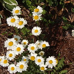 Daisy Patch