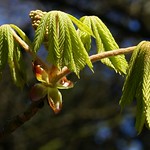 Horse Chestnut -- my favourite stage.