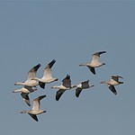 Snow geese