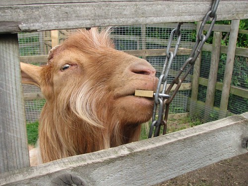 Goat eating chain, Heeley City Farm