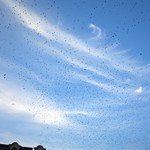 Pigeons in Cracow - view from the Main Marked Square