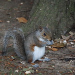 Squirrel - Botanic Gardens 004