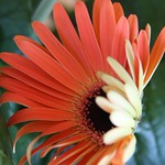 A peek into the heart of a bashful beauty