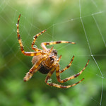 Garden Spider