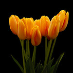 Tulip 26482