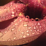 Waterdroplets On Petals