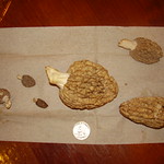Morels