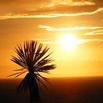 Palm Tree & Sunset.