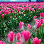 Week 28 of 52 - Never Ending Seas